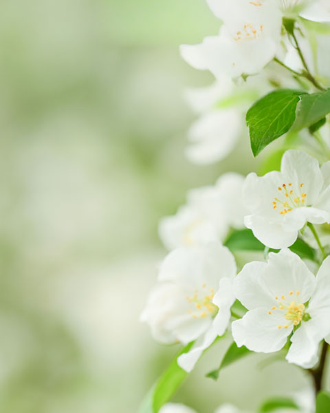Weiße Blüten vor grünem, unscharfem Hintergrund.