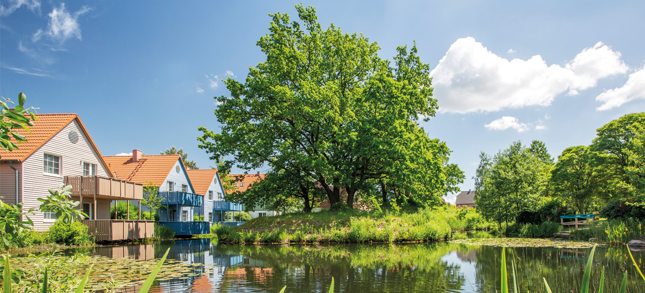 Sonniger Naturteich mit Schilf und gelben Blumen im Vordergrund, umgeben von großen Bäumen und Häusern mit roten Dächern.