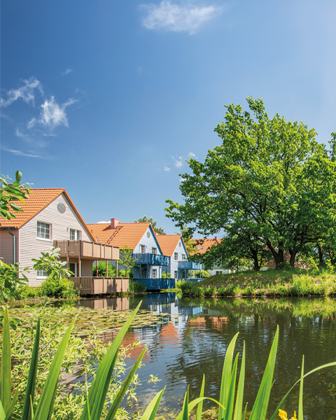 Sonniger Naturteich mit Schilf und gelben Blumen im Vordergrund, umgeben von großen Bäumen und Häusern mit roten Dächern.